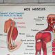 Poster school -  our muscles and human body