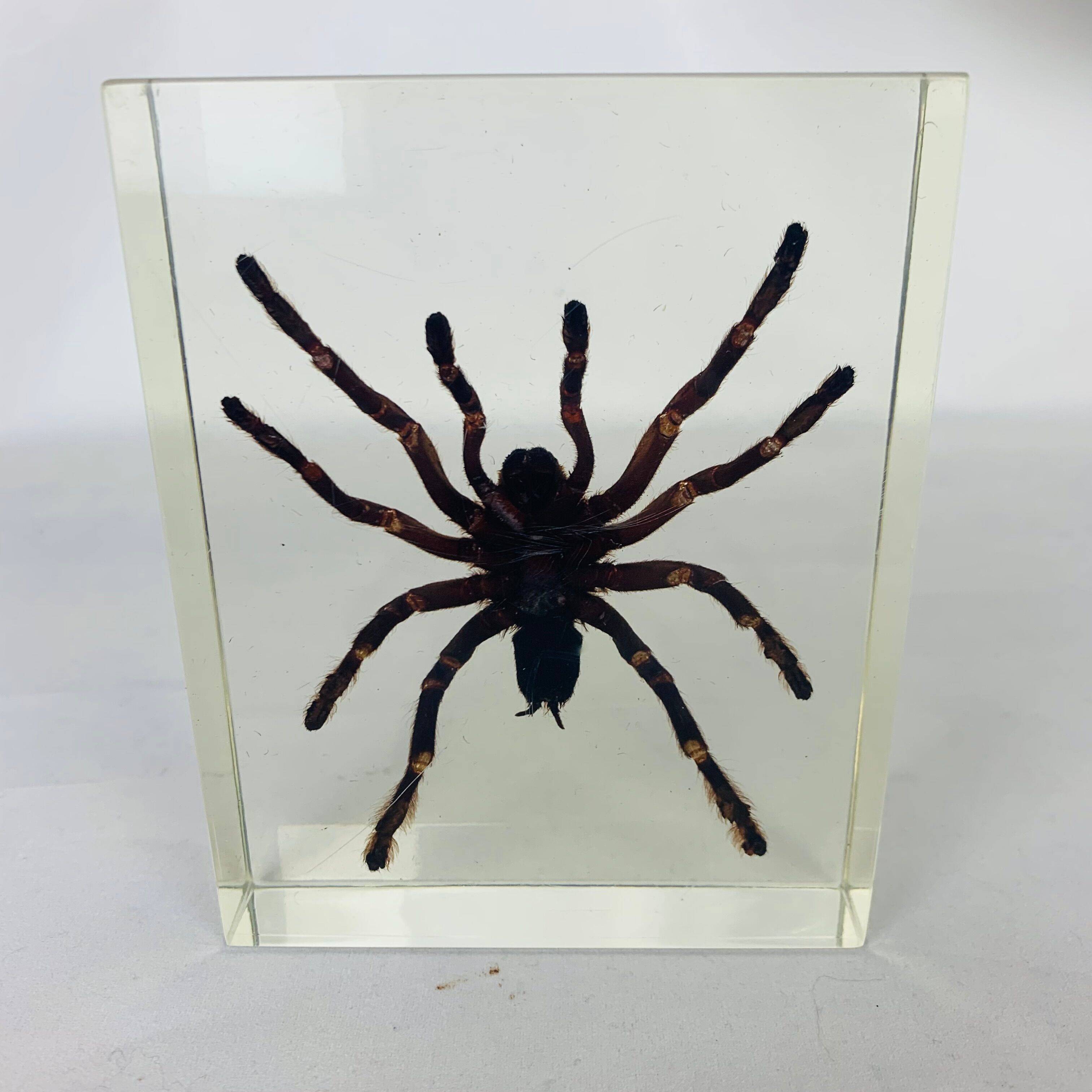 Spider tarantula resin insect object of curiosity