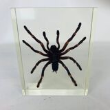 Spider tarantula resin insect object of curiosity