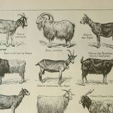 Old engraving 1922, Goats, main breeds, goats, farm • Lithograph, Original plate