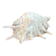 Large ancient blackcurrant shell