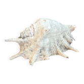 Grand coquillage ancien cassis cornuta
