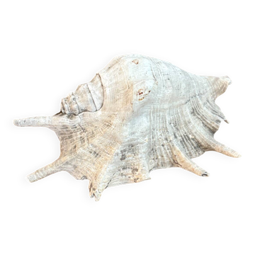 Grand coquillage ancien cassis cornuta