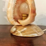 Shell lamp