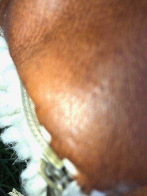 Leather cushion / béni ourain