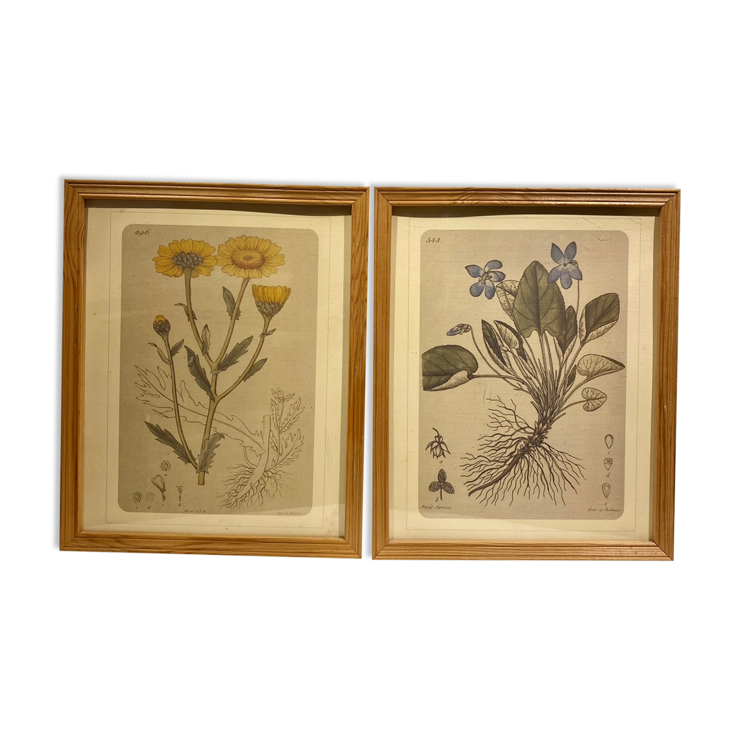 Two framed botanical boards, violets and chrysanthemums