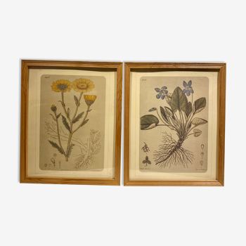 Two framed botanical boards, violets and chrysanthemums