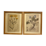 Two framed botanical boards, violets and chrysanthemums