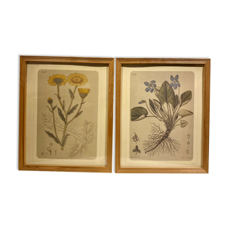 Two framed botanical boards, violets and chrysanthemums