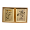 Deux planches botaniques encadrées, violettes et chrysanthèmes