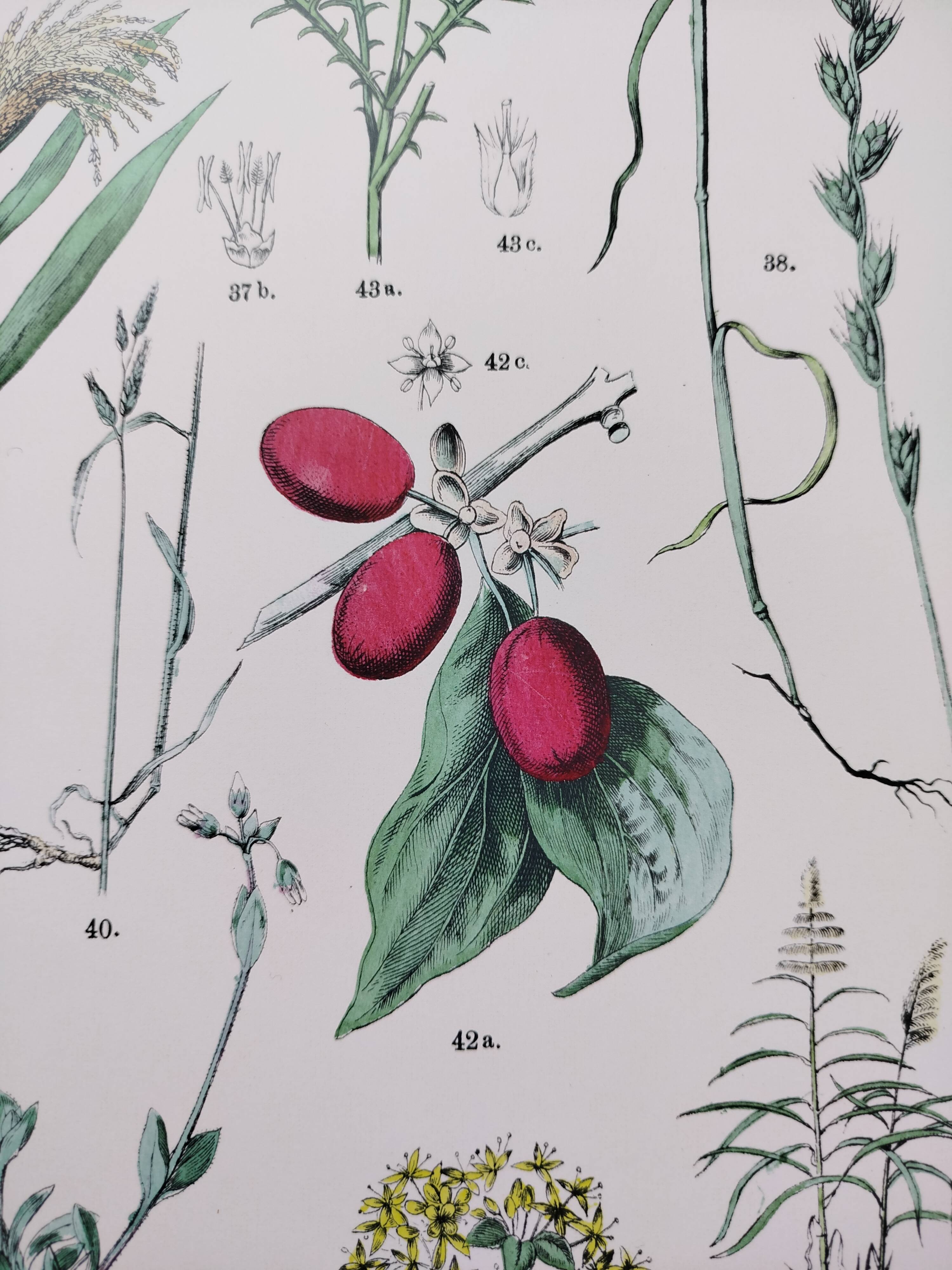 Plant poster based on an 1881 engraving "daregrass"