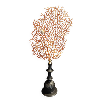 Cabinet of Curiosities red gorgonian paramuricea clavata on base