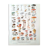 Plate on mushrooms 20s