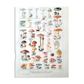 Plate on mushrooms 20s