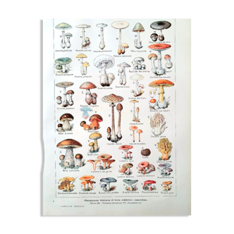 Plate on mushrooms 20s