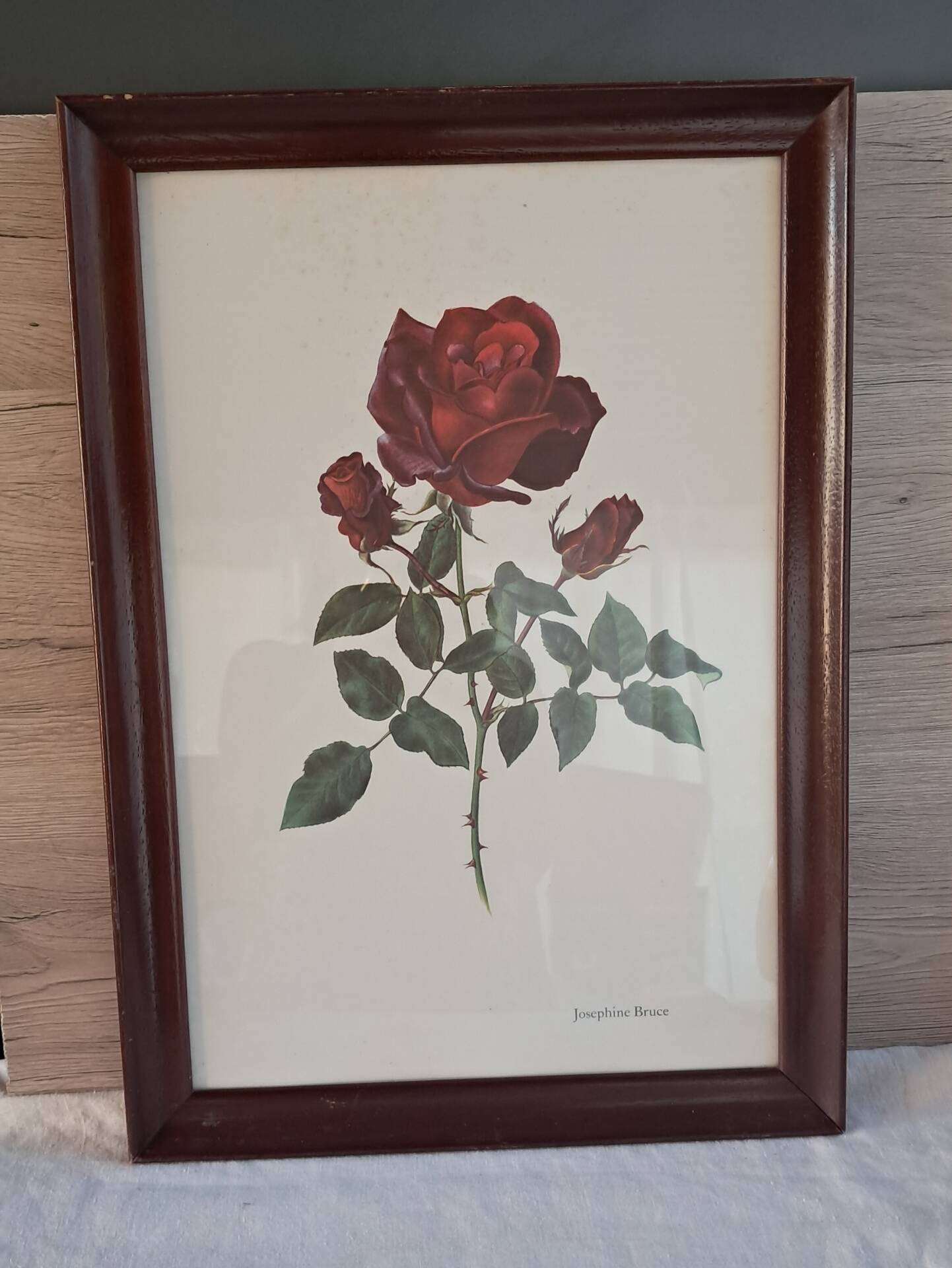 Vintage 1970 frame - Botanical illustration of Rose "Josephine B"