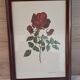 Vintage 1970 frame - Botanical illustration of Rose "Josephine B"