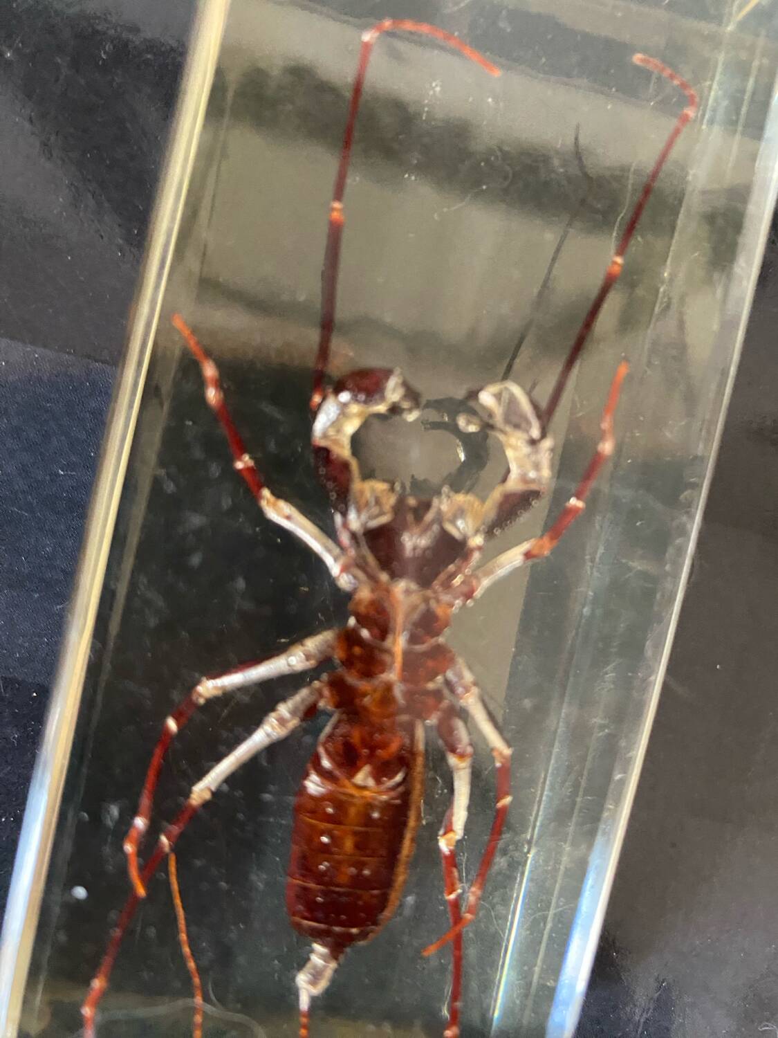 Resin inclusion insect - the staghorn uropyge.