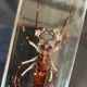 Resin inclusion insect - the staghorn uropyge.