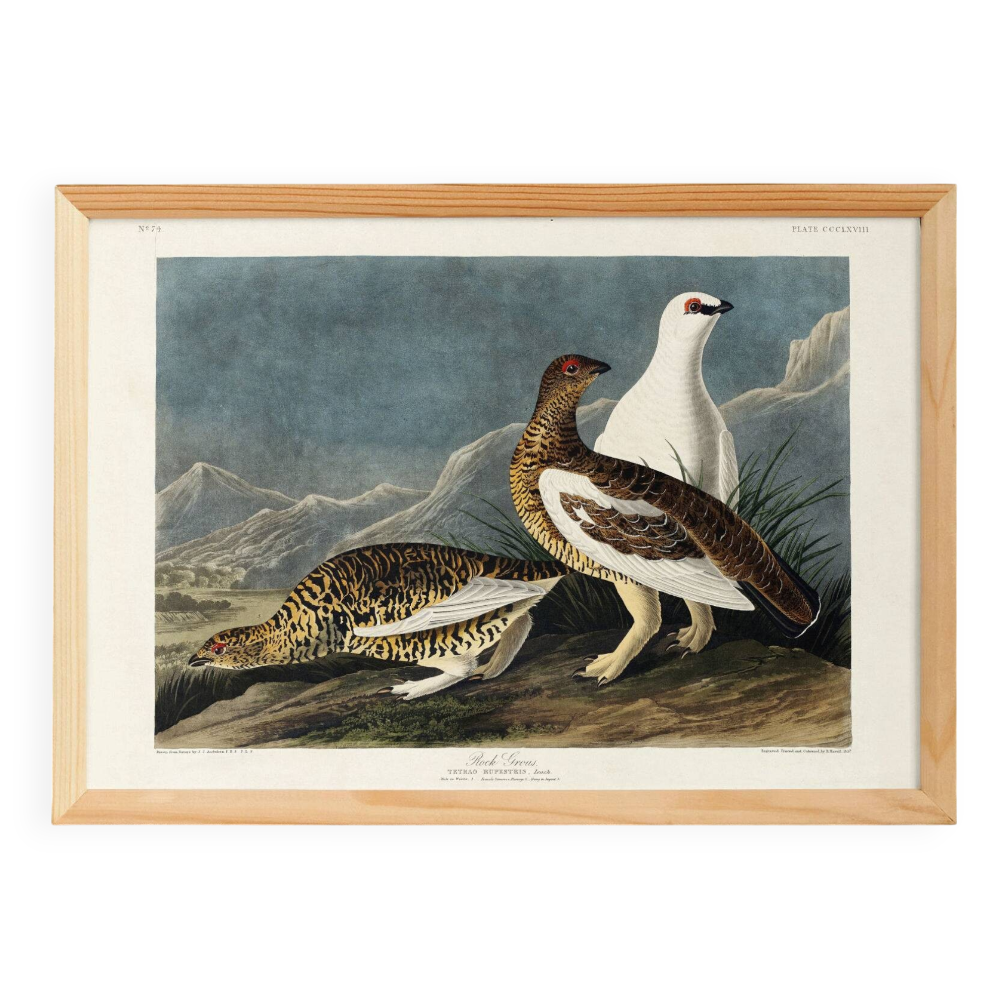 Poster about the Rock Ptarmigan, based on an old engraving from 1827.