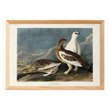 Poster about the Rock Ptarmigan, based on an old engraving from 1827.
