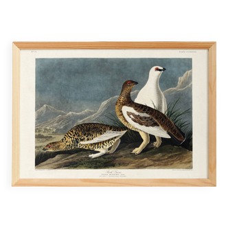 Poster about the Rock Ptarmigan, based on an old engraving from 1827.