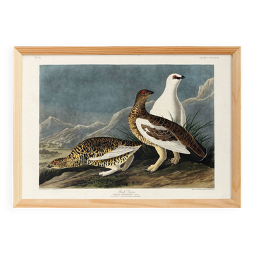 Poster about the Rock Ptarmigan, based on an old engraving from 1827.