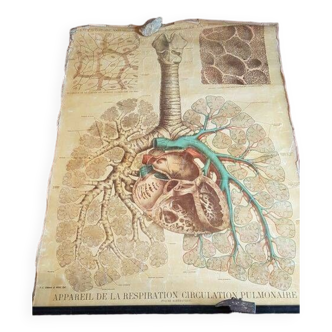 Tableau d'Histoire Naturelle : appareil de la respiration circulation pulmonaire