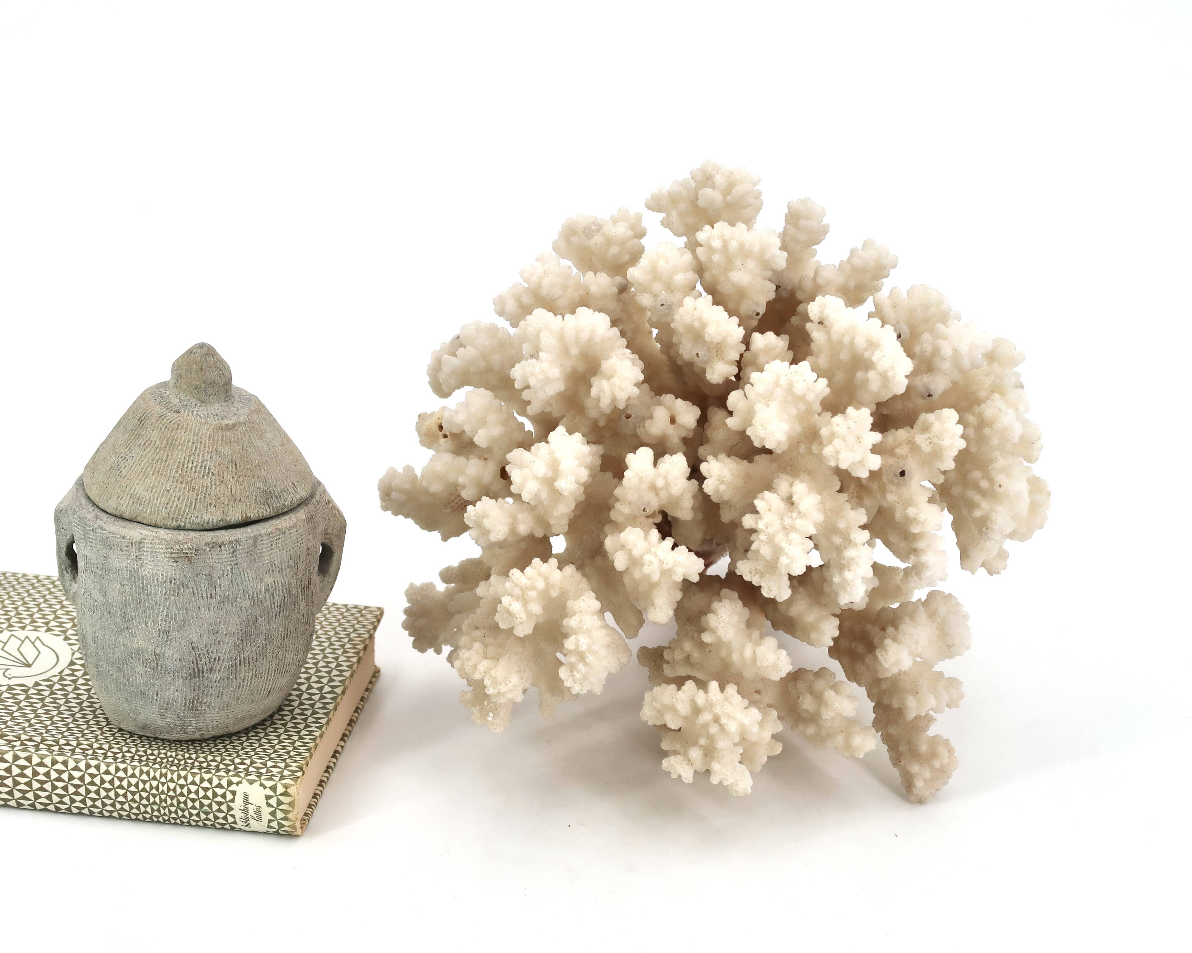 Large white coral, 1970s