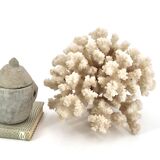 Large white coral, 1970s