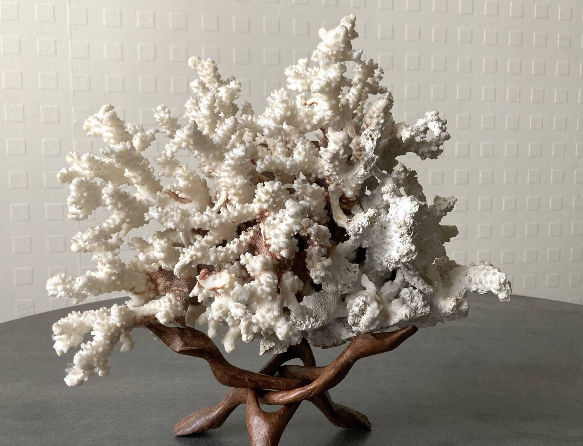 Corail blanc grand modèle 1960 sur bois sculpté