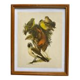 Ornithological plate Hepatior 44