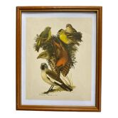 Planche ornithologique Hepatior 44