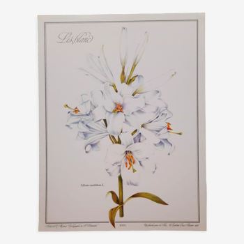 Planche botanique Lys blanc