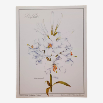 White lily botanical board