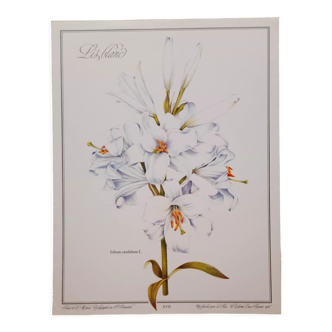 White lily botanical board