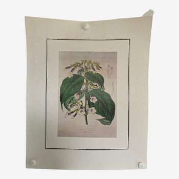 Botanical poster Liebigia speciosa