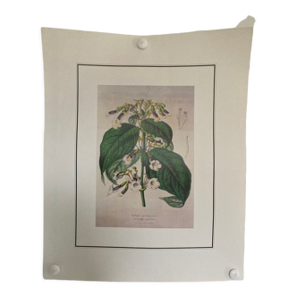 Botanical poster Liebigia speciosa