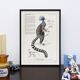 Chimera lithograph engraving animal - the marmoset