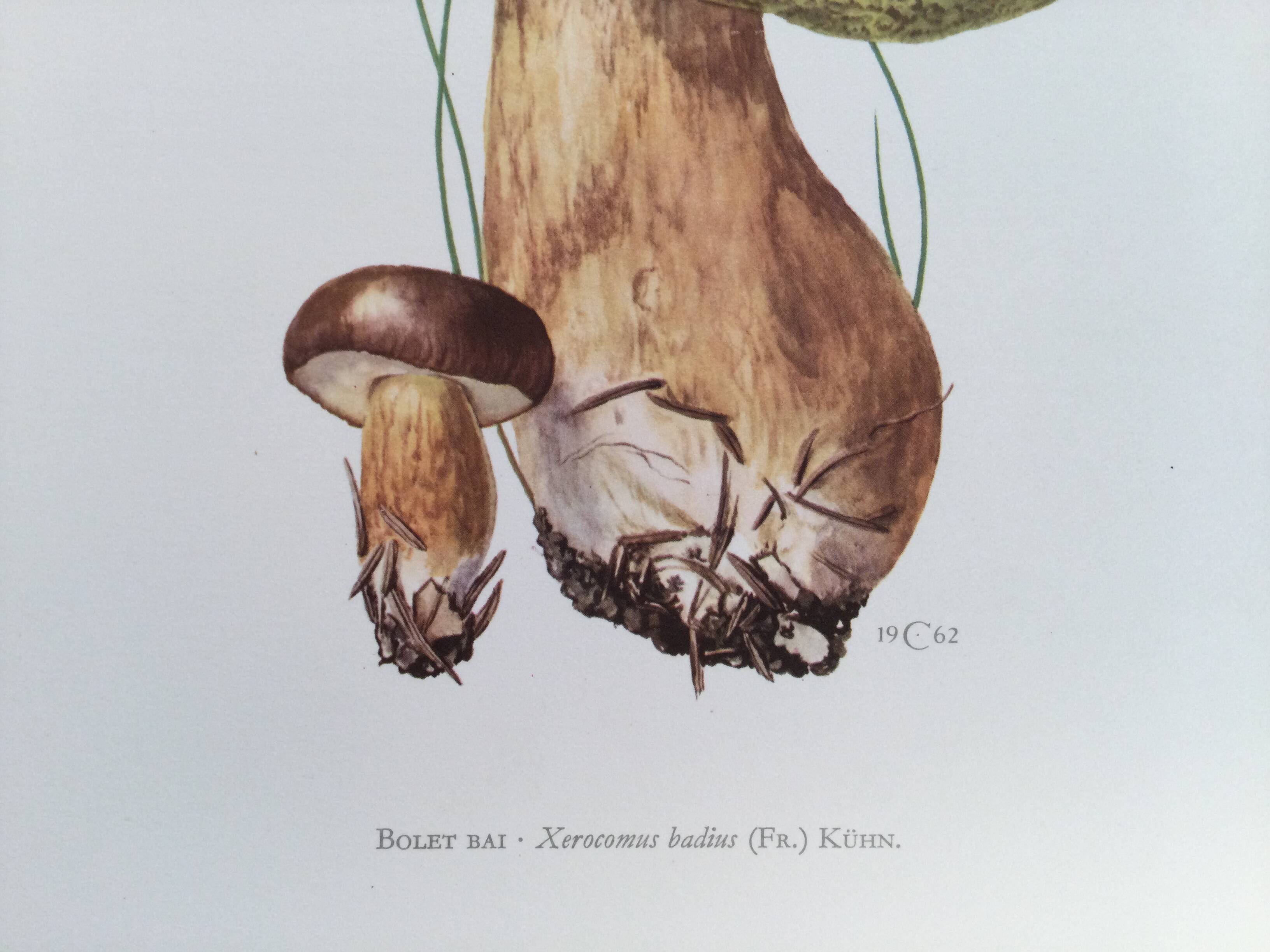 Botanical illustration "mushrooms", 1960s