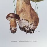 Botanical illustration "mushrooms", 1960s