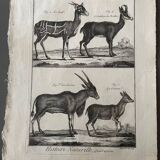 Engraving Old book 18th century Buffon, Bonnaterre, Natural history
