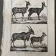Engraving Old book 18th century Buffon, Bonnaterre, Natural history