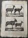 Engraving Old book 18th century Buffon, Bonnaterre, Natural history