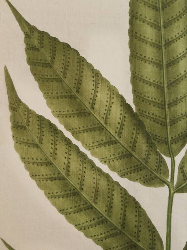 La Roche Laffitte (Born in 1943) - Watercolour drawing on silk - Ash