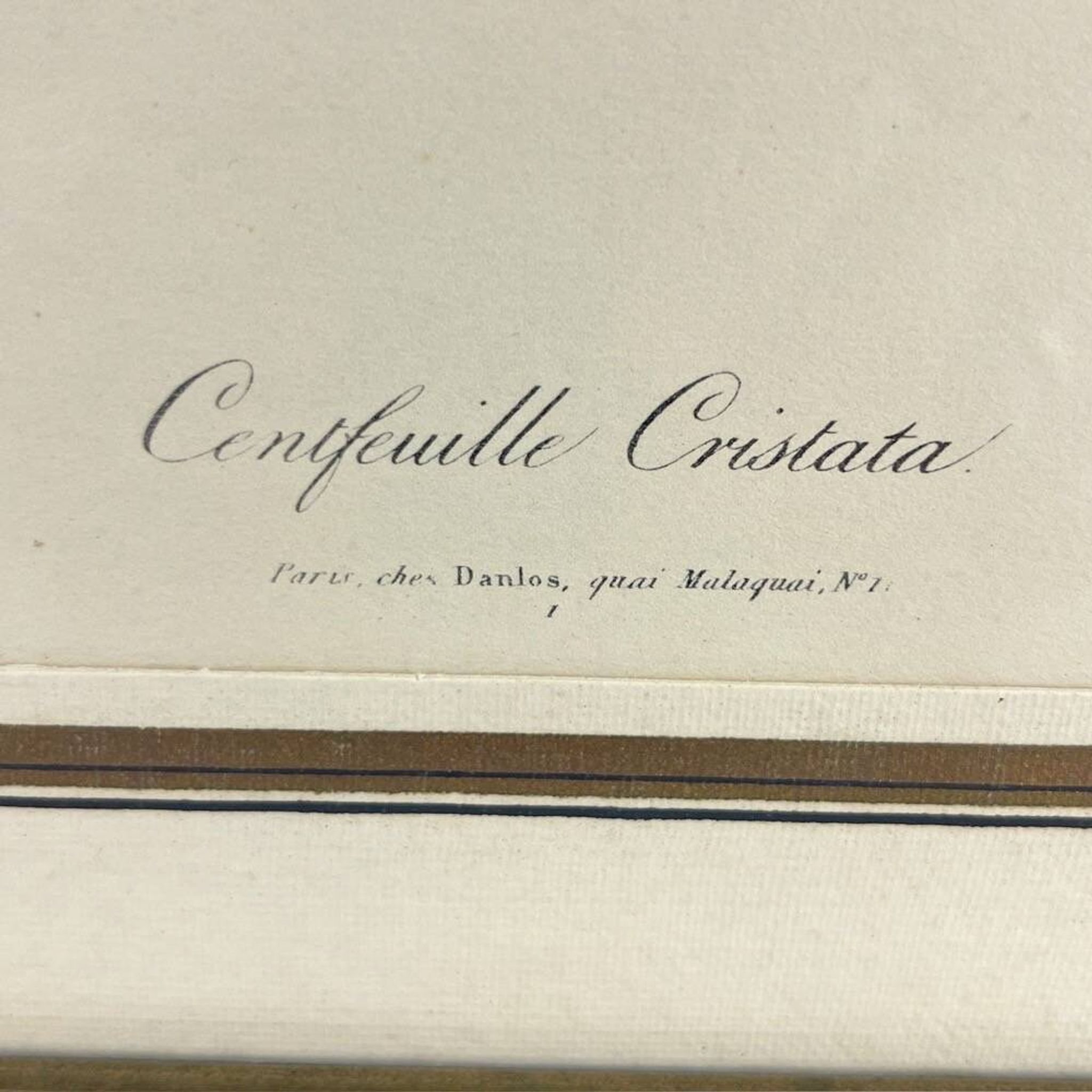 Lithograph of botanical plate of PJ Redouté pink Centfeuille Cristata