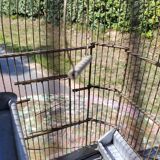 1900 Bird Cage Feeder and Drinker