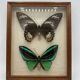 Vintage butterflies frame