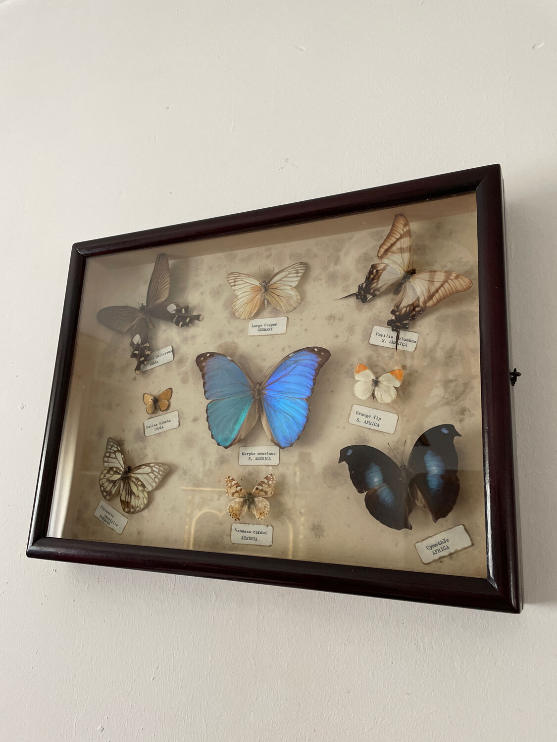 Butterfly framework naturalist entomology