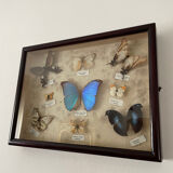 Butterfly framework naturalist entomology